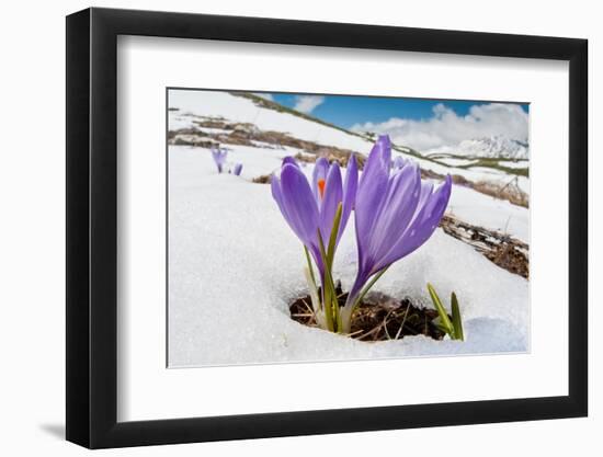 Spring Crocus in flower in snow, Campo Imperatore, Italy-Paul Harcourt Davies-Framed Photographic Print