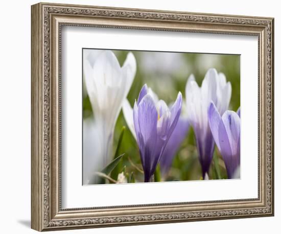 Spring Crocus in Full Bloom in the Eastern Alps. Germany, Bavaria-Martin Zwick-Framed Photographic Print