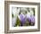 Spring Crocus in Full Bloom in the Eastern Alps. Germany, Bavaria-Martin Zwick-Framed Photographic Print