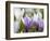 Spring Crocus in Full Bloom in the Eastern Alps. Germany, Bavaria-Martin Zwick-Framed Photographic Print