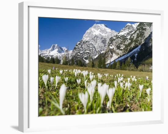 Spring-Crocus, Karwendel Range, Falzthurntal, Mt Lamsenspitze, Mt Sonnjoch, Bavaria-Martin Zwick-Framed Photographic Print