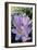 Spring Crocus Many Purple-null-Framed Photographic Print