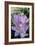 Spring Crocus Many Purple-null-Framed Photographic Print