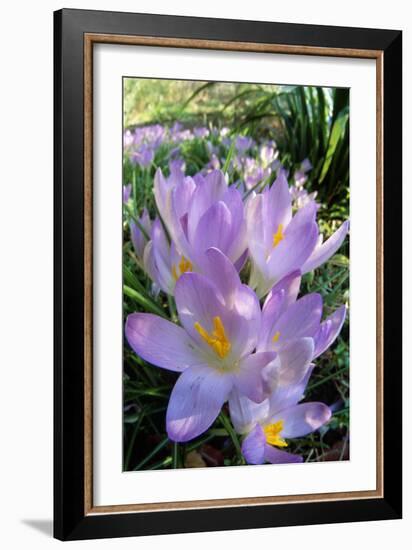 Spring Crocus Many Purple-null-Framed Photographic Print