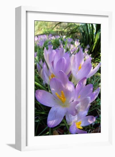 Spring Crocus Many Purple-null-Framed Photographic Print