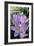 Spring Crocus Many Purple-null-Framed Photographic Print