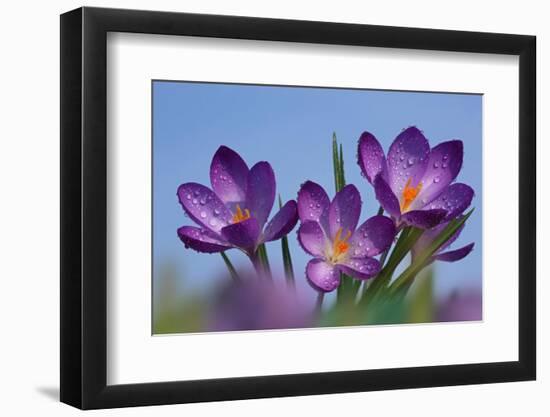 Spring Crocus, Norfolk-Ernie Janes-Framed Photographic Print