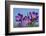 Spring Crocus, Norfolk-Ernie Janes-Framed Photographic Print