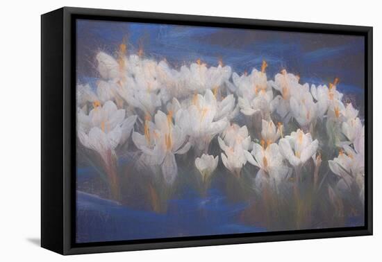 Spring Crocuses, 2018,-Helen White-Framed Premier Image Canvas