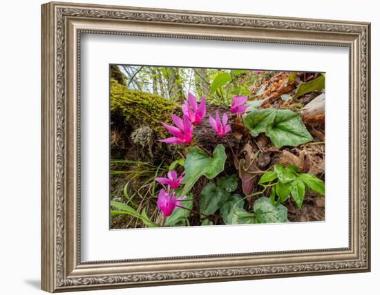 Spring cyclamen in flower in woodland, Italy-Paul Harcourt Davies-Framed Photographic Print