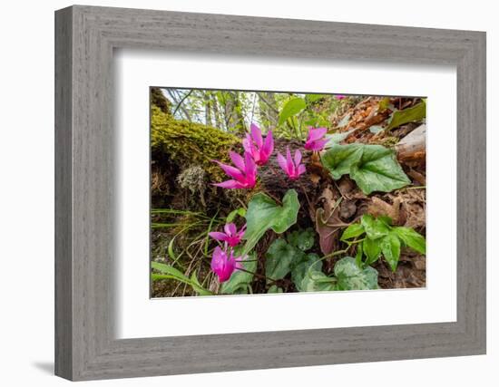 Spring cyclamen in flower in woodland, Italy-Paul Harcourt Davies-Framed Photographic Print