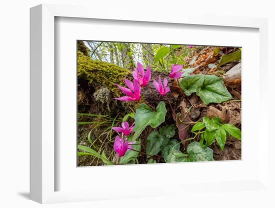 Spring cyclamen in flower in woodland, Italy-Paul Harcourt Davies-Framed Photographic Print