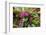 Spring cyclamen in flower in woodland, Italy-Paul Harcourt Davies-Framed Photographic Print