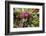 Spring cyclamen in flower in woodland, Italy-Paul Harcourt Davies-Framed Photographic Print