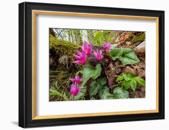 Spring cyclamen in flower in woodland, Italy-Paul Harcourt Davies-Framed Photographic Print