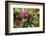 Spring cyclamen in flower in woodland, Italy-Paul Harcourt Davies-Framed Photographic Print