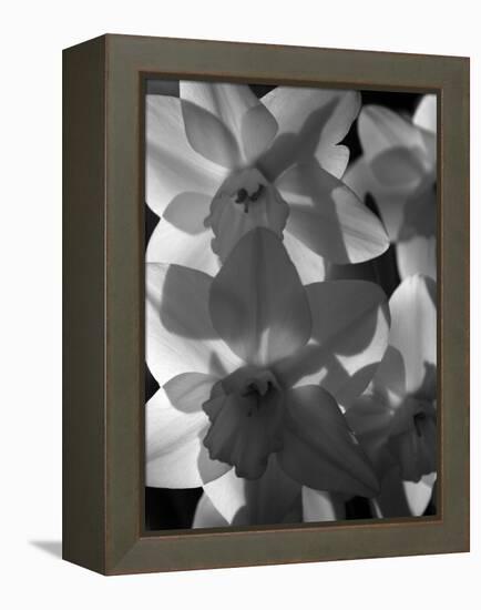 spring daffodils black and white image-AdventureArt-Framed Premier Image Canvas