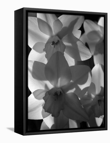 spring daffodils black and white image-AdventureArt-Framed Premier Image Canvas