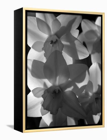 spring daffodils black and white image-AdventureArt-Framed Premier Image Canvas