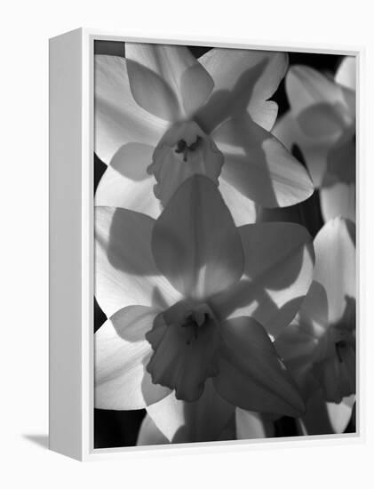 spring daffodils black and white image-AdventureArt-Framed Premier Image Canvas