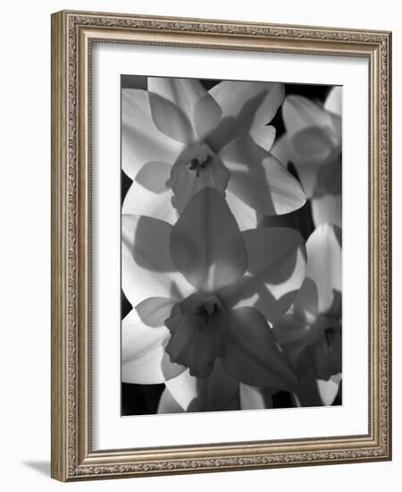 spring daffodils black and white image-AdventureArt-Framed Photographic Print