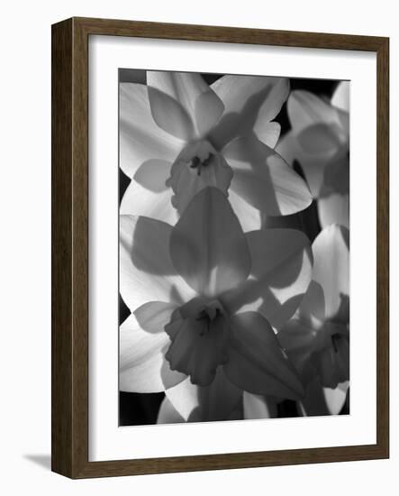 spring daffodils black and white image-AdventureArt-Framed Photographic Print