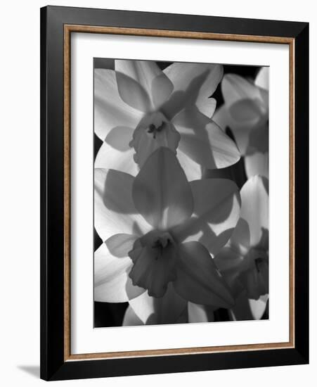 spring daffodils black and white image-AdventureArt-Framed Photographic Print