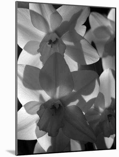 spring daffodils black and white image-AdventureArt-Mounted Photographic Print