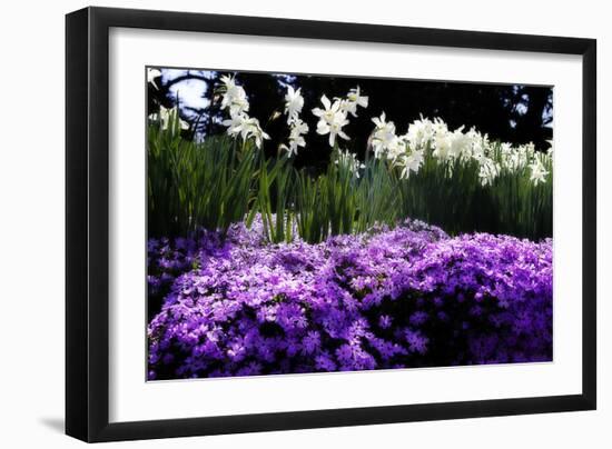 Spring Daffodils II-Alan Hausenflock-Framed Photographic Print