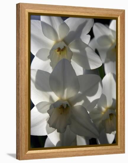 spring daffodils in sunlight-AdventureArt-Framed Premier Image Canvas