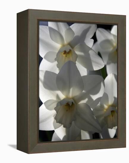 spring daffodils in sunlight-AdventureArt-Framed Premier Image Canvas