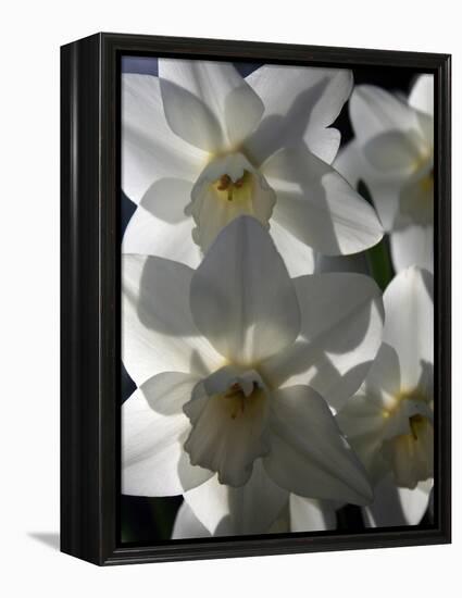 spring daffodils in sunlight-AdventureArt-Framed Premier Image Canvas