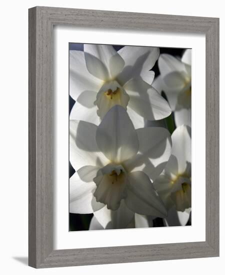 spring daffodils in sunlight-AdventureArt-Framed Photographic Print
