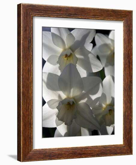 spring daffodils in sunlight-AdventureArt-Framed Photographic Print