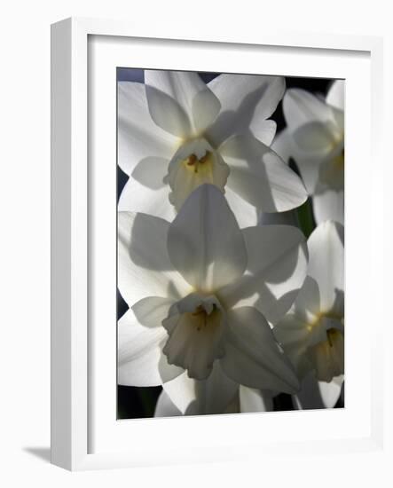 spring daffodils in sunlight-AdventureArt-Framed Photographic Print