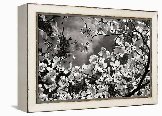 Spring Dogwood I-Alan Hausenflock-Framed Premier Image Canvas