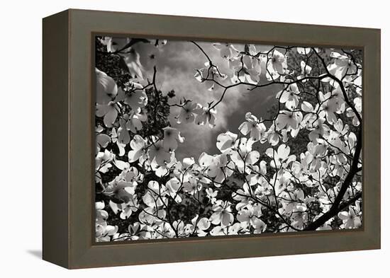 Spring Dogwood I-Alan Hausenflock-Framed Premier Image Canvas