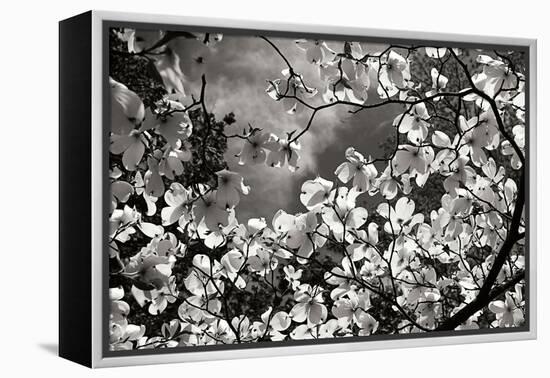 Spring Dogwood I-Alan Hausenflock-Framed Premier Image Canvas