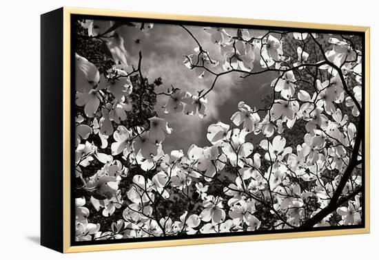 Spring Dogwood I-Alan Hausenflock-Framed Premier Image Canvas