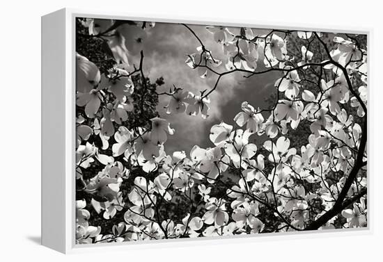 Spring Dogwood I-Alan Hausenflock-Framed Premier Image Canvas