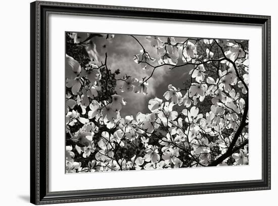 Spring Dogwood I-Alan Hausenflock-Framed Photographic Print