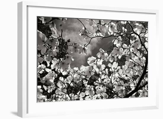 Spring Dogwood I-Alan Hausenflock-Framed Photographic Print