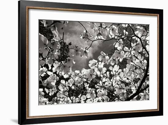 Spring Dogwood I-Alan Hausenflock-Framed Photographic Print