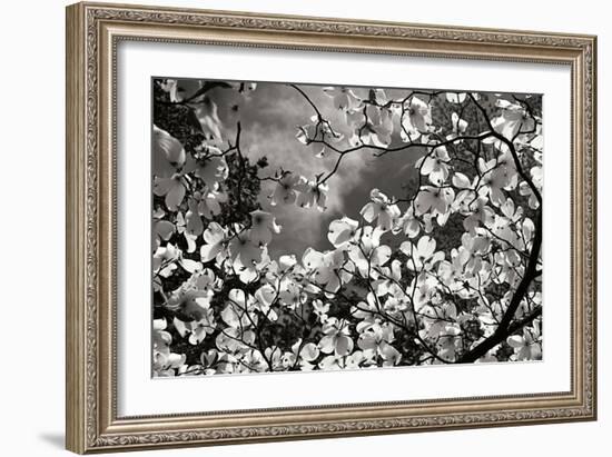 Spring Dogwood I-Alan Hausenflock-Framed Photographic Print