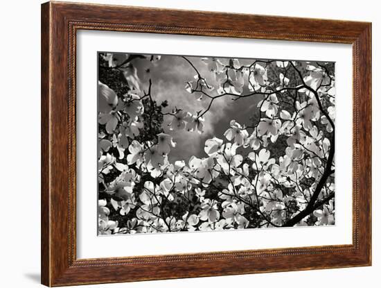 Spring Dogwood I-Alan Hausenflock-Framed Photographic Print