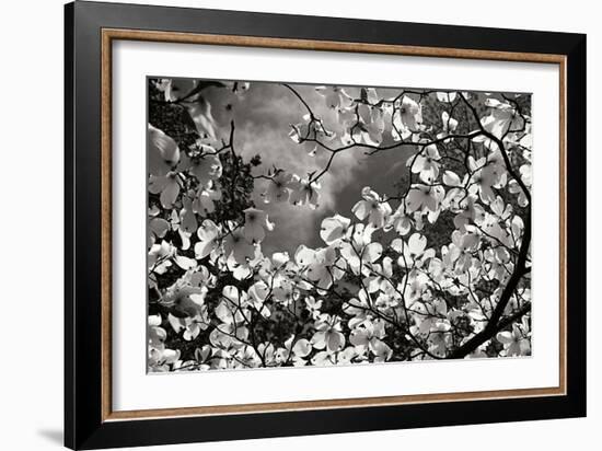 Spring Dogwood I-Alan Hausenflock-Framed Photographic Print