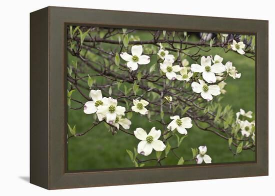 Spring, Dogwood Trees in Bloom-Richard T. Nowitz-Framed Premier Image Canvas