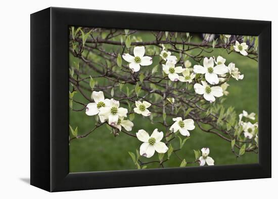 Spring, Dogwood Trees in Bloom-Richard T. Nowitz-Framed Premier Image Canvas