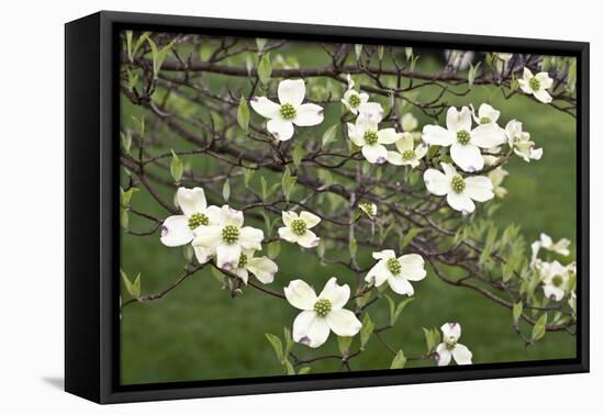 Spring, Dogwood Trees in Bloom-Richard T. Nowitz-Framed Premier Image Canvas