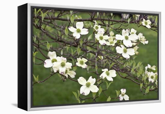 Spring, Dogwood Trees in Bloom-Richard T. Nowitz-Framed Premier Image Canvas